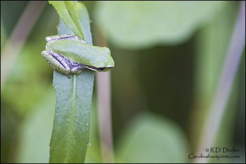 Less than the size of a dime, a very small Green Tree Frog.