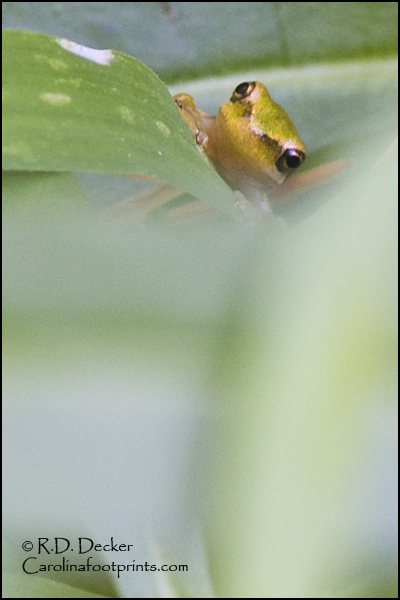 Green Tree Frog at Emerald Woods Park, Emerald Isle, North Carolina.
