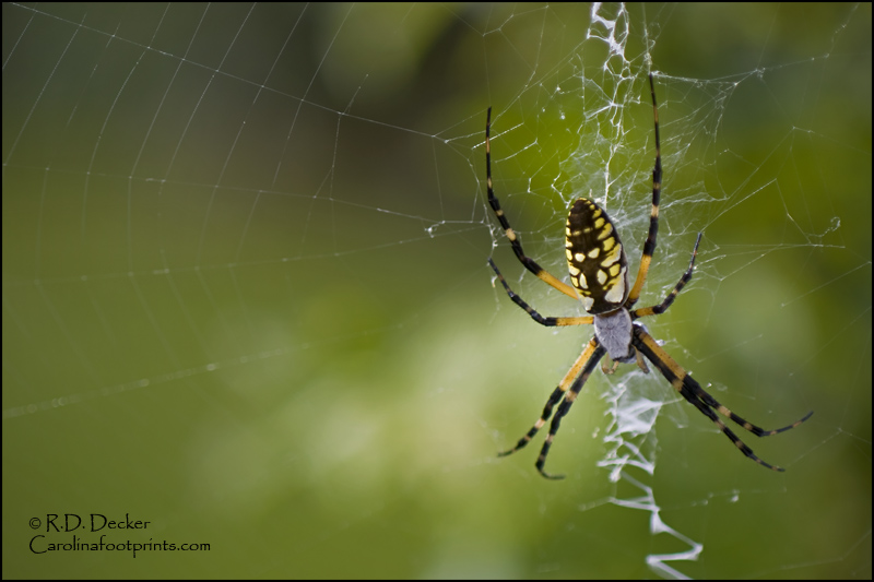 The common Black and Yellow Garden Spider.