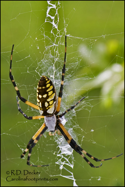 Also known as the Writing Spider or Corn Spider, this spider can be found in the lower 48 states and Hawaii.
