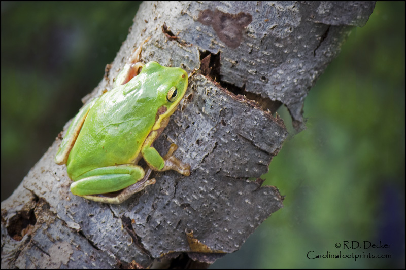 American Tree Frogs are found throughout the southeastern US.
