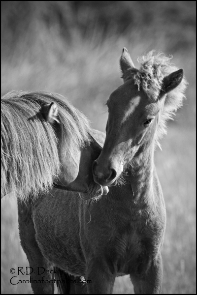 Wild horses photographed near Beaufort, NC.