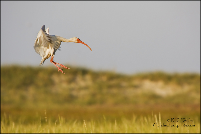 A White Ibis comes in for a landing along North Carolina's coast.