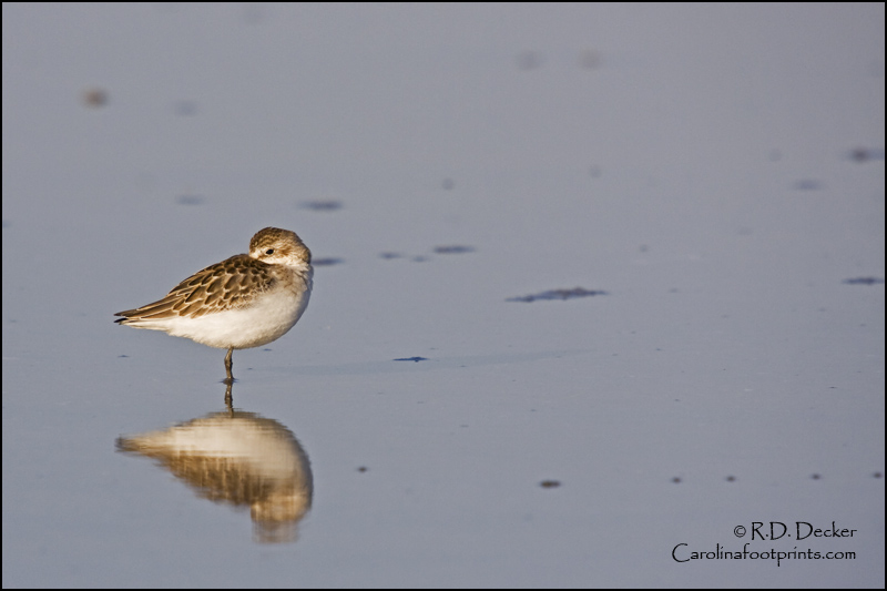 The Least Sandpiper is one of the smallest shosre birds.