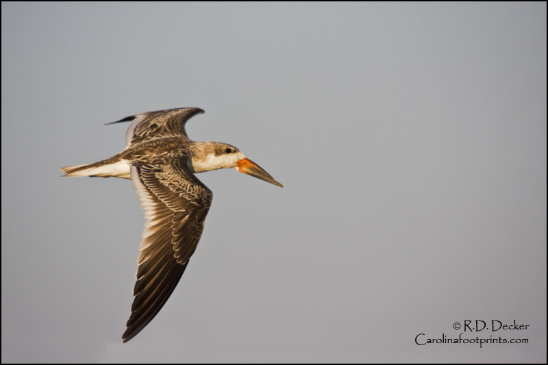 A Black Skimmer flying along above the Outer Banks.