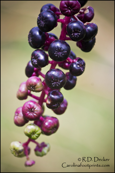 All parts of the Pokeweed are toxic.