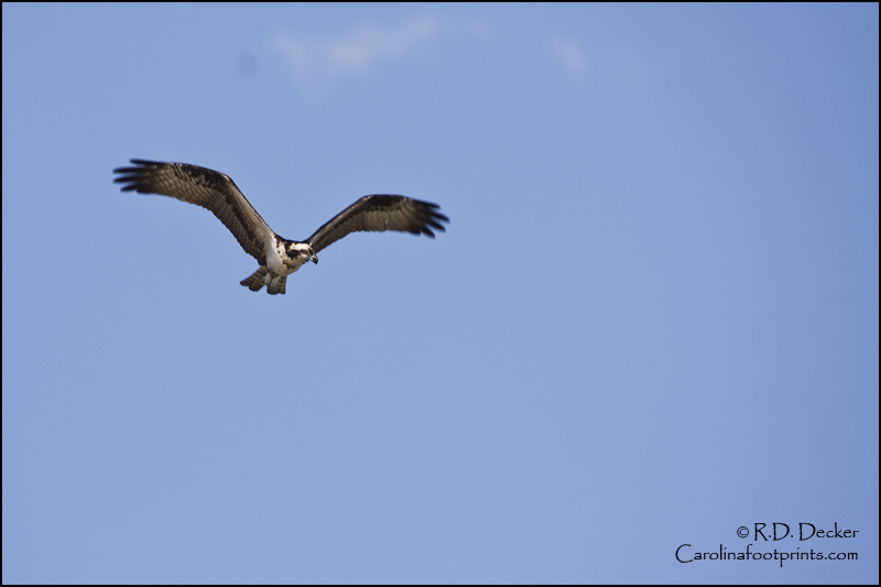 Osprey are also sometimes referred to as Sea Hawks or Sea Eagles.