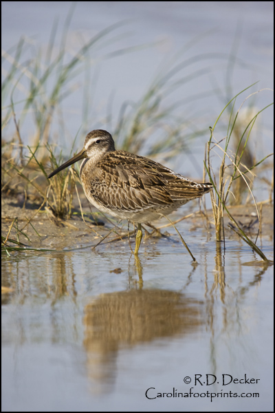 A kayak allows a photographer to get closer to nervous shorebirds than is possible from land.