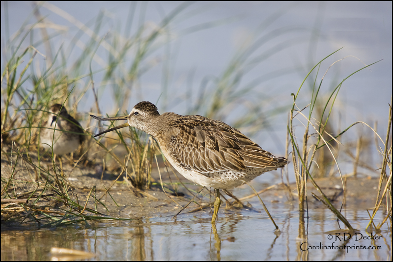A Short Billed Dowitcher stretches his bill.