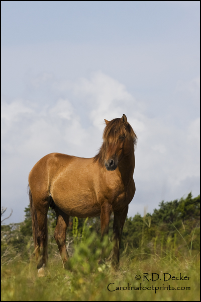 A wild mare on Town Marsh Island.