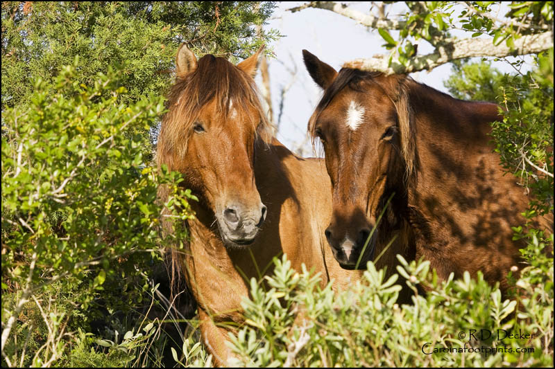 Wild horses in the maritime forest.