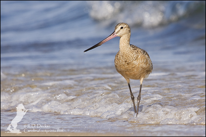 Wild Horse photography workshops often present opportunities to photograph interesting shorebirds as well.