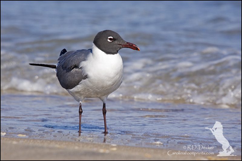A Laughing Gull strikes a pose along the beach on Shackleford Banks
