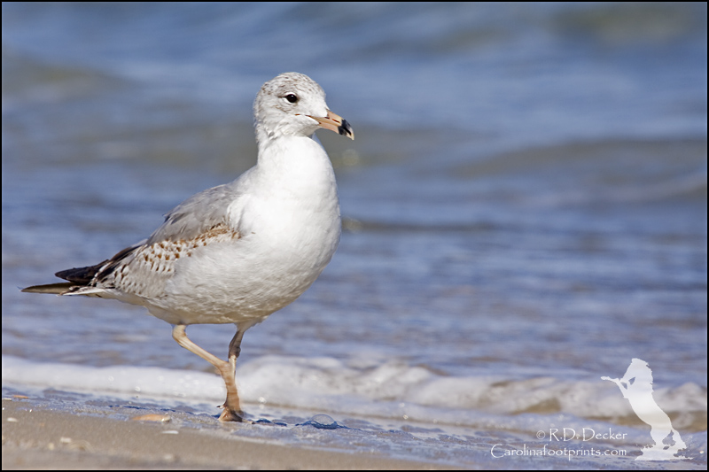 A Ringbill Gull goes for a wade.