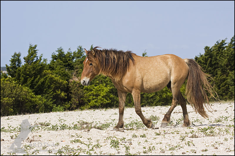 Wild horse can be found on the dunes, in the maritime forest, along the beach and on the tidal flats.