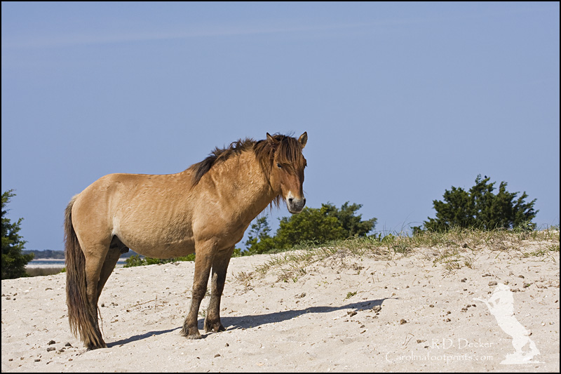 The wild mustangs living along North Carolina's Crystal Coast have to make the best of a hostile environment.