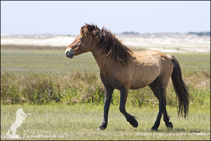 A wild horse runs along the tidal flats.