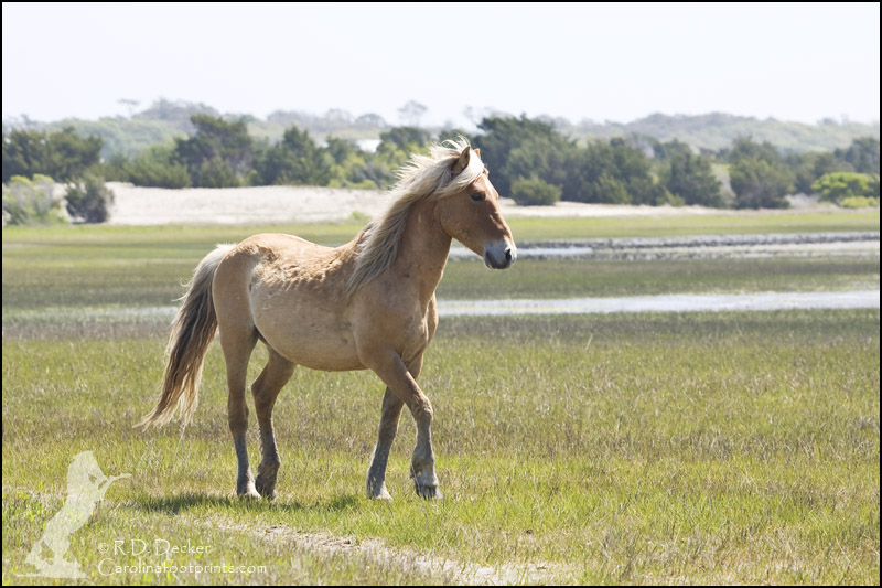 A wild horse living along the Crystal Coast of North Carolina.