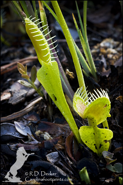 Flytraps only occur naturally with a 100 mile radius of Wilmington, North Carolina