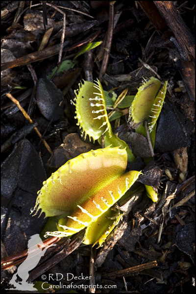 A Venus Flytrap rises up from the ashes much like the fabled Phoenix.