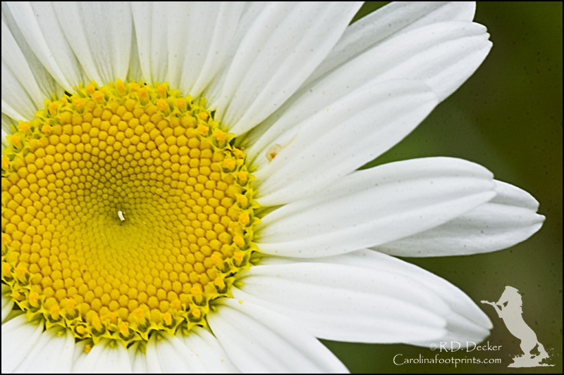 Daisy, a simple yet elegant litte wildflower.