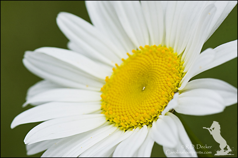 It can be a challenge to find a unique composition of such a common flower.