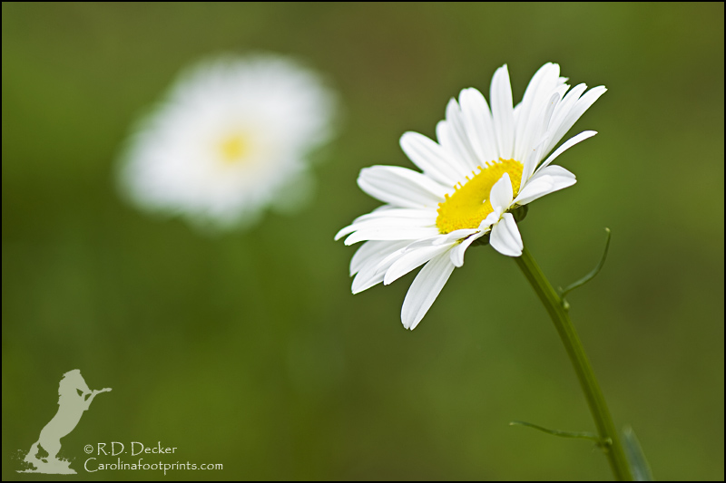 A wild daisy.