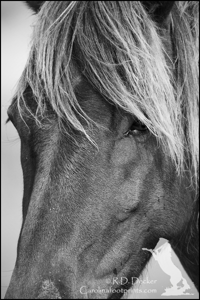 Wild Mustang portrait.