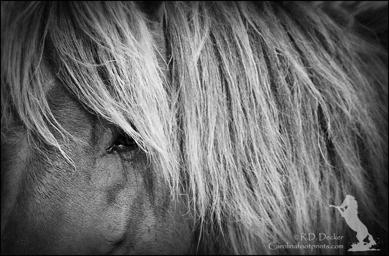 Intimate portrait of a wild horse taken in the Rachel Carsoins Estuarine Reserve.
