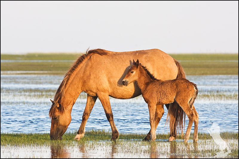 A wild foal, only a few days old, stands next to its mother.