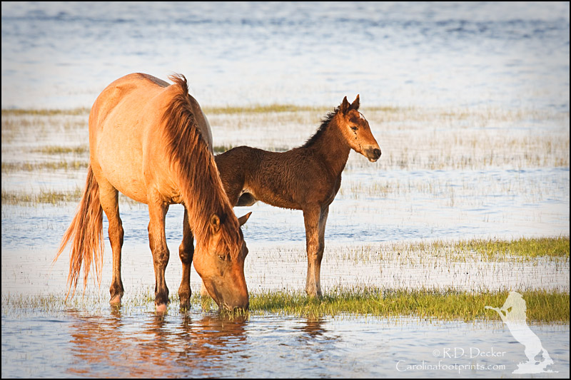 Wild foal and mother on the tidal flats near Beaufort North Carolina.