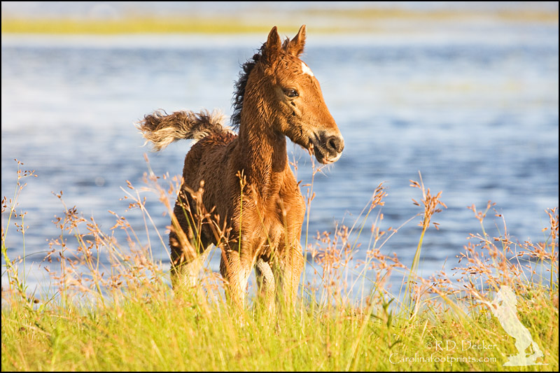 Born free, a wild foal in the Rachel Carson Estuarine Reserve.