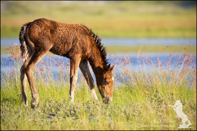 A young wild horse.