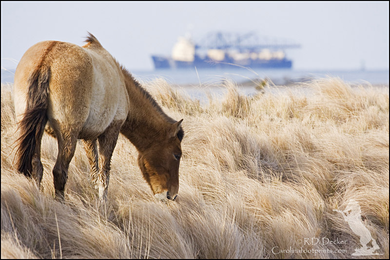 A clash of two eras... wild horses, decendants of livestock left behind by early explorers contrasted against a modern ship in the background.