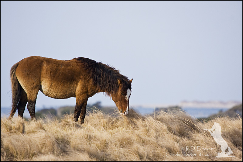 A wild horse feeds on the high dunes near Beaufort North Carolina