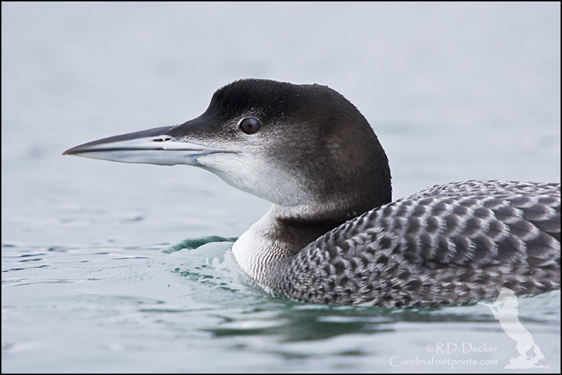A nice portrait of a Common Loon.