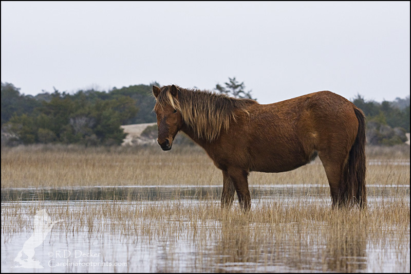 A wild horse checks me out while crossing from one island to another.