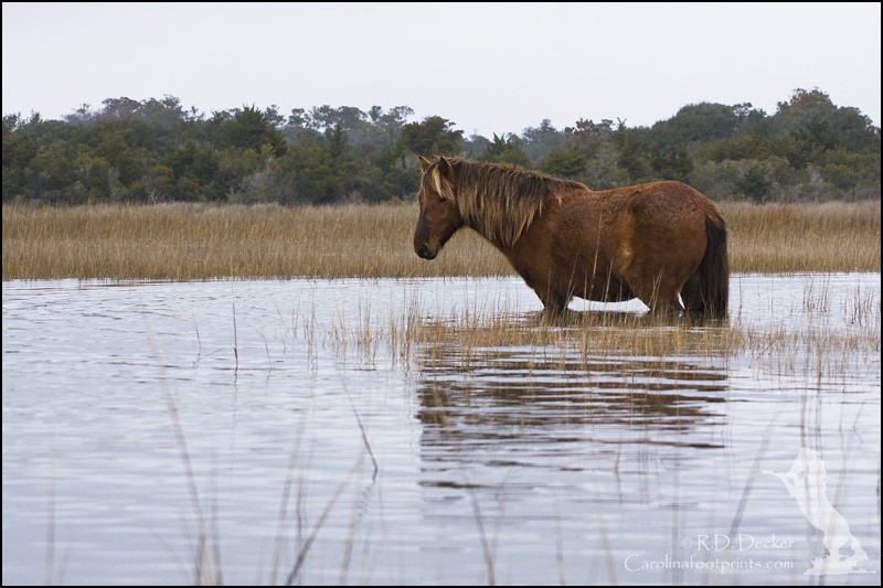 A wild horse stands in the marsh.