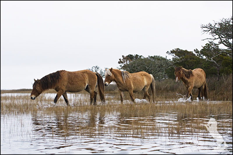 A group of horses slosh through a marsh.