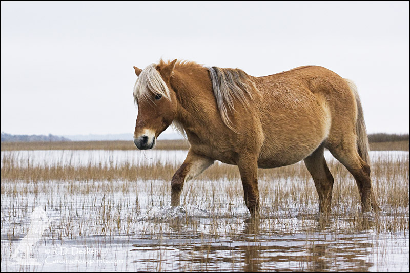 Wild horse of the Crystal Coast.