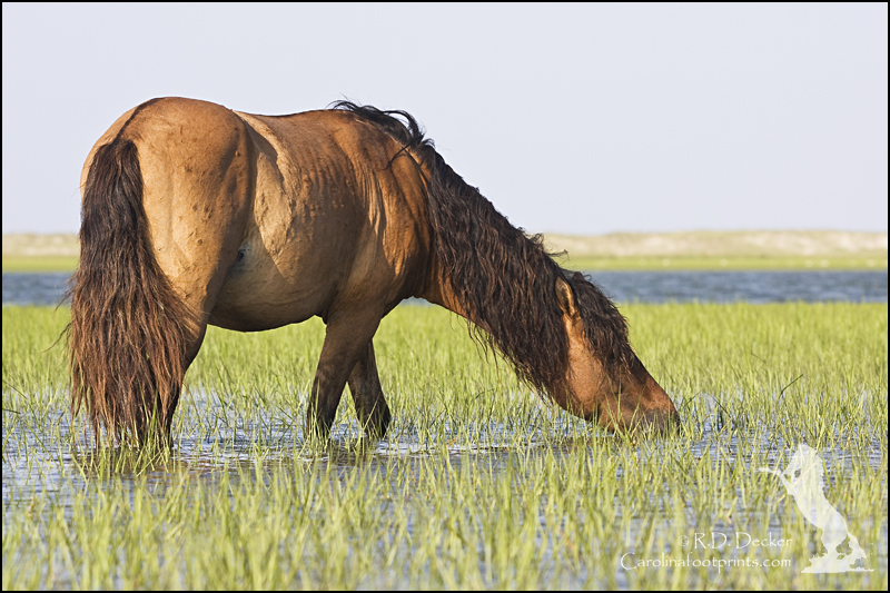 Wild horse feeding on the tidal flats.