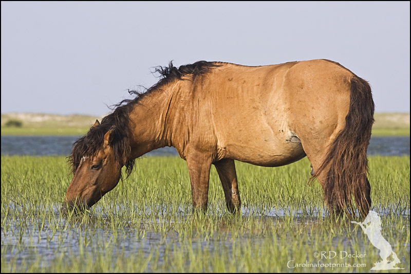 I offer several wild horse photography wrokshops each year.