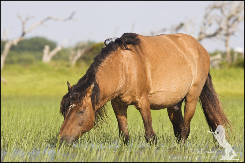 A wild horse feeds along North Carolina's Crystal Coast.
