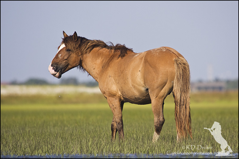 Wild horses seen near Beaufort North Carolina