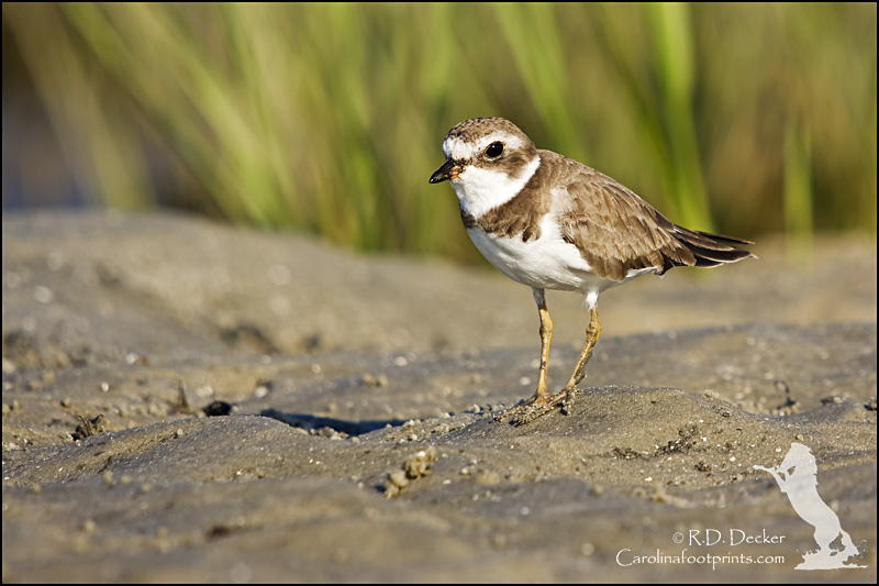 Plovers are very small shore birds.