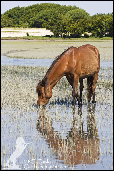 This is the perfect location to make photos of wild horses that include reflection.