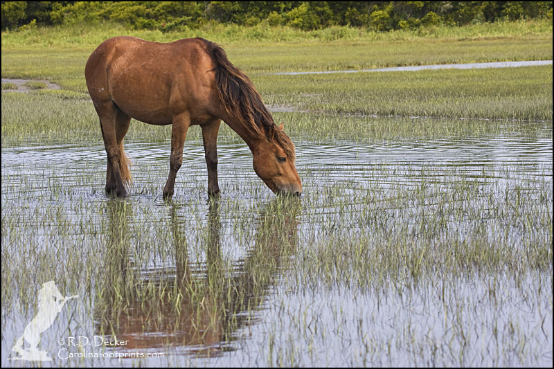 Wild horse on the tidal flats.  Photo taken during the Wild Horses of the Crystal Coast photography workshop.