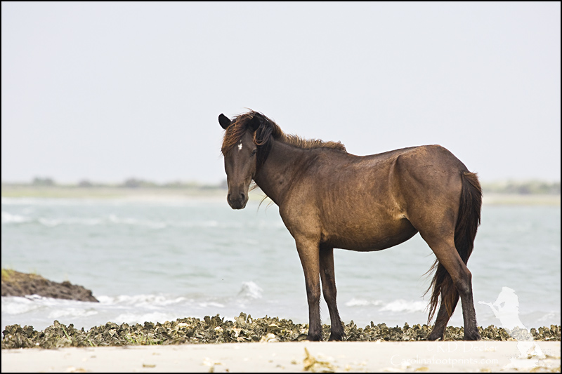 A wild Spanish mustang on the sound-side beach along North Carolina's Southern Outer Banks.