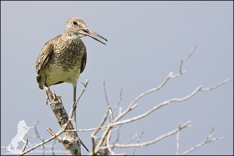 A Willet perched in a tree