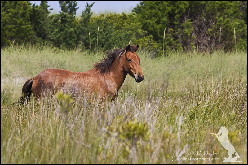 A wild Spanish Mustang on Shackleford Banks.